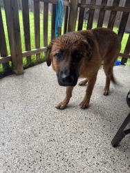 Found/Stray Female Dog last seen Clay Rd & Mason, Houston, TX 77084