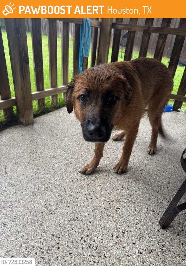 Found/Stray Female Dog last seen Clay Rd & Mason, Houston, TX 77084