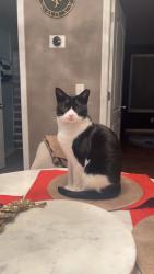 Lost Male Cat last seen McDonald’s Candler and McAfee , Decatur, GA 30032