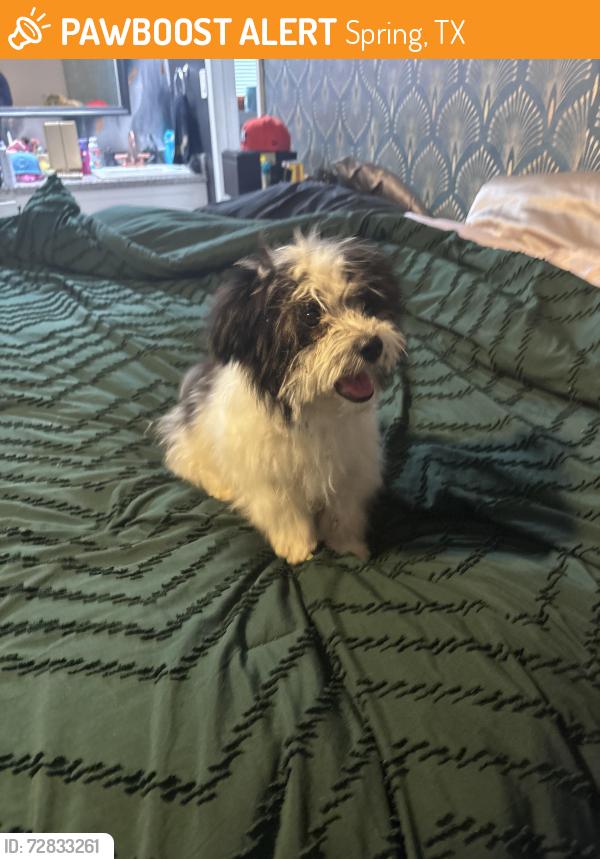 Found/Stray Male Dog last seen Sunnygate and ivy gate dr, Spring, TX 77373