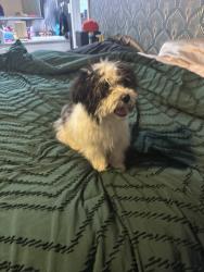 Found/Stray Male Dog last seen Sunnygate and ivy gate dr, Spring, TX 77373