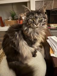 Lost Male Cat last seen Mills Branch Rd & Northpark, Houston, TX 77345
