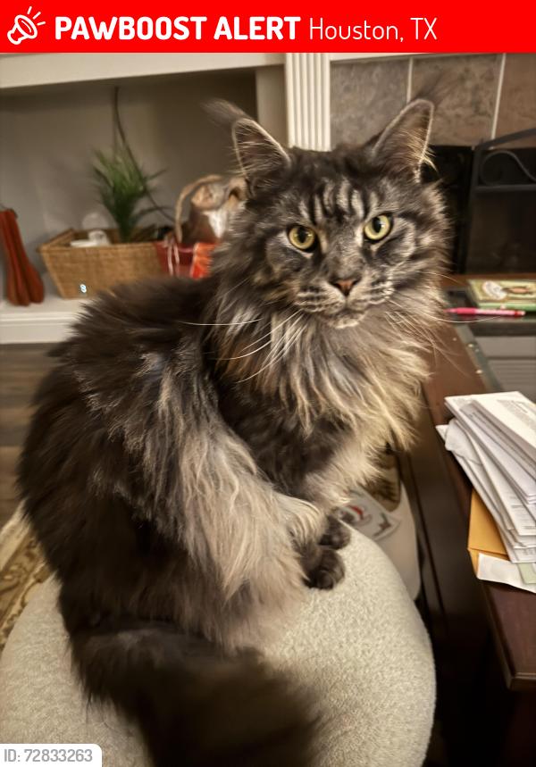 Lost Male Cat last seen Mills Branch Rd & Northpark, Houston, TX 77345