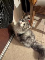 Lost Male Cat last seen 37th St and Odell st, Riverside, CA 92509