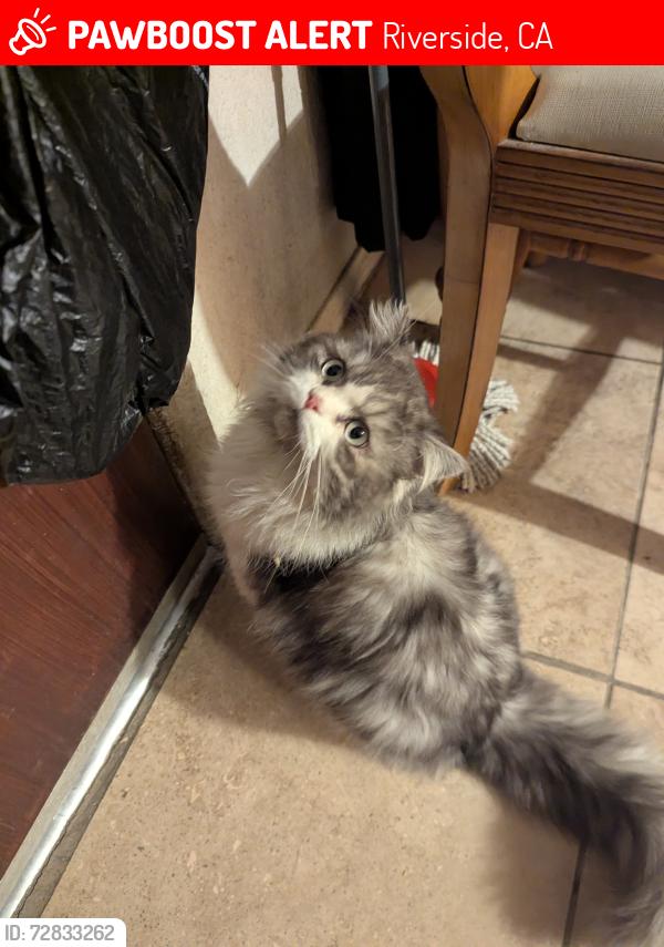 Lost Male Cat last seen 37th St and Odell st, Riverside, CA 92509
