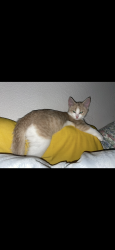 Lost Female Cat last seen Tremainsville , Toledo, OH 43613