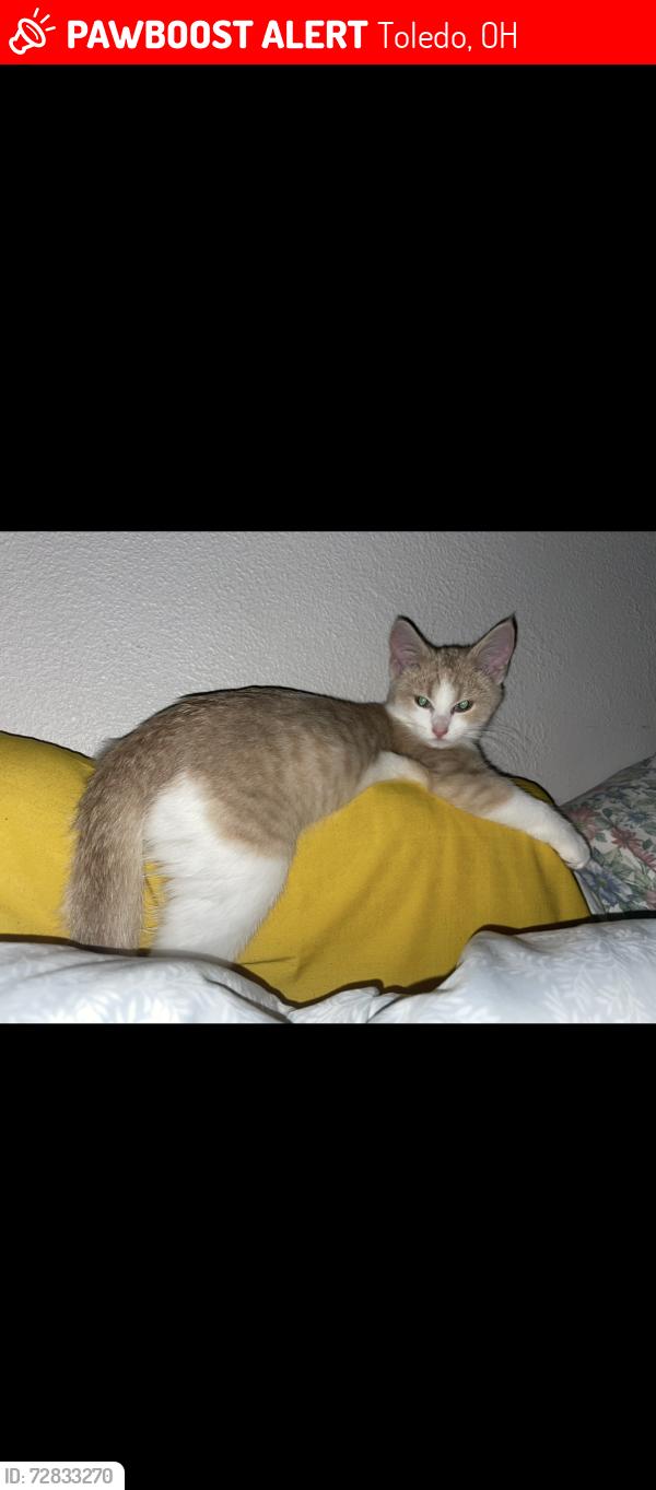 Lost Female Cat last seen Tremainsville , Toledo, OH 43613