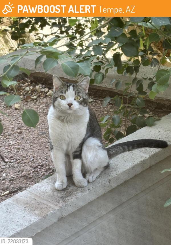 Found/Stray Unknown Cat last seen Mcclintock and Apache, Tempe, AZ 85281