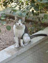 Found/Stray Unknown Cat last seen Mcclintock and Apache, Tempe, AZ 85281