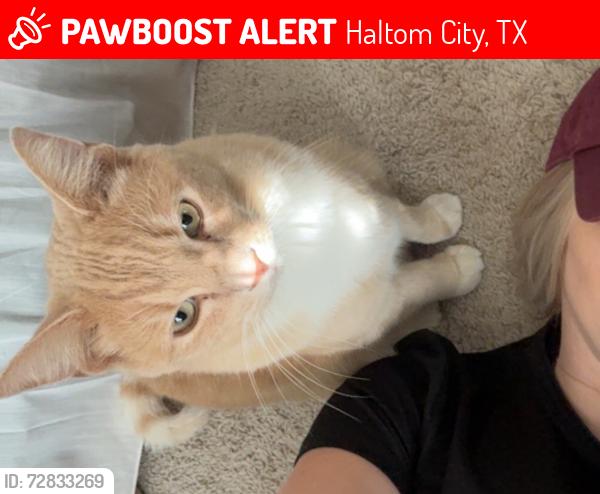 Lost Male Cat last seen Diamond Oaks Dr N , Haltom City, TX 76117