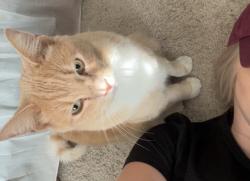 Lost Male Cat last seen Diamond Oaks Dr N , Haltom City, TX 76117