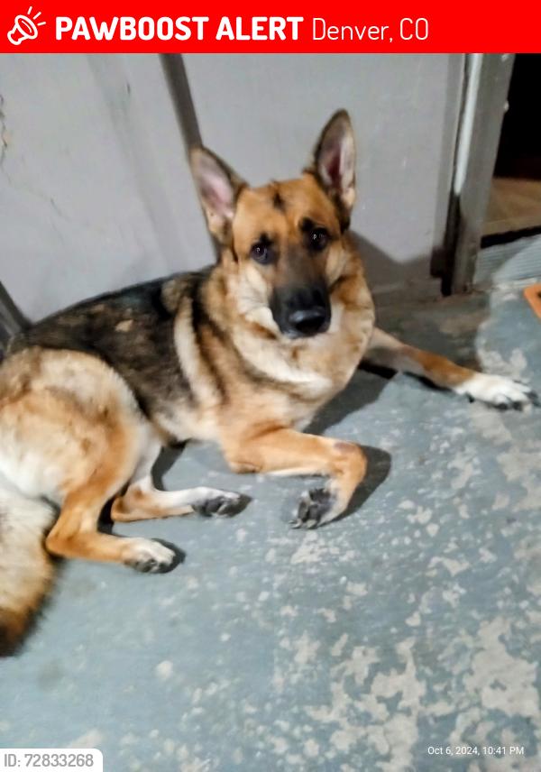 Lost Female Dog last seen West Walsh PL & Lowell, Denver, CO 80219