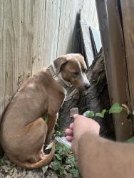 Found/Stray Unknown Dog last seen Longhorn ab opal st, Saginaw, TX 76179
