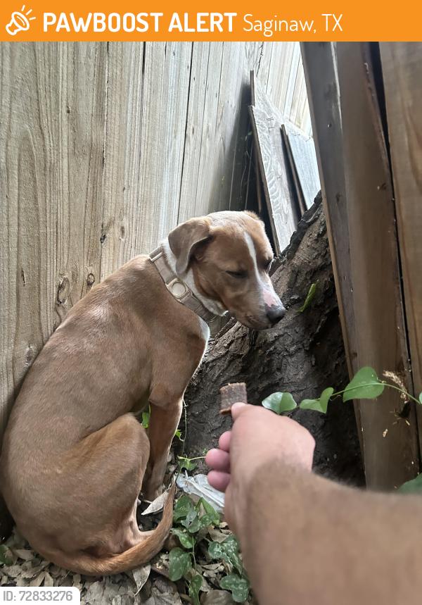 Found/Stray Unknown Dog last seen Longhorn ab opal st, Saginaw, TX 76179