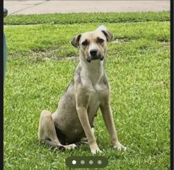 Found/Stray Female Dog last seen BrookStoneDr, Houston Tx 77040, Houston, TX 77040