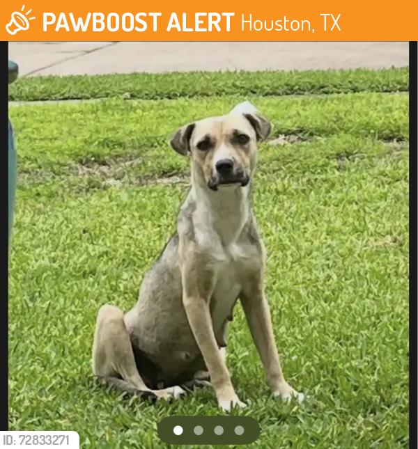Found/Stray Female Dog last seen BrookStoneDr, Houston Tx 77040, Houston, TX 77040
