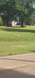 Found/Stray Male Dog last seen Correction center compound , Memphis, TN 38016