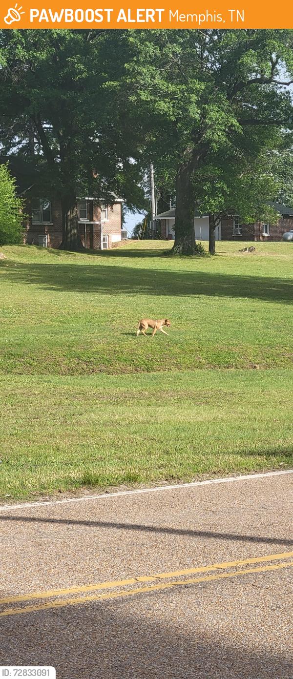 Found/Stray Male Dog last seen Correction center compound , Memphis, TN 38016