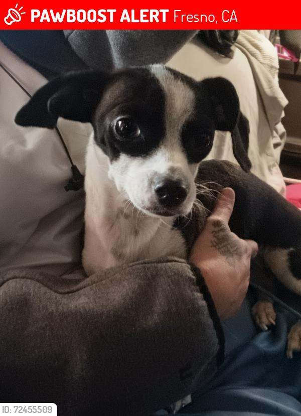 Lost Female Dog last seen Gettysburg and First, Fresno, CA 93726