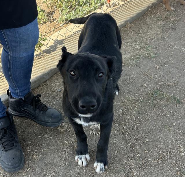Shelter Stray Female Dog last seen Near BLOCK BURBANK ST, SHAFTER CA 93263, Bakersfield, CA 93308