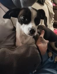 Lost Female Dog last seen Gettysburg and First, Fresno, CA 93726