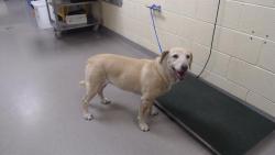 Shelter Stray Female Dog last seen W ARKANSAS AVE & S OSAGE ST DENVER CO 8022, 1241 W Bayaud Ave, Denver, CO 80223, USA