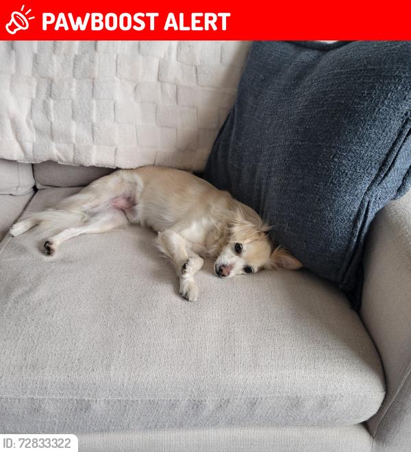 Lost Male Dog last seen 5th and E Street, West Sacramento, CA 95605