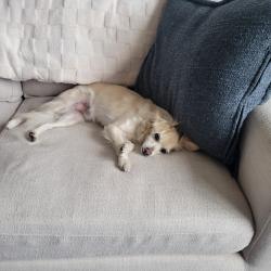 Lost Male Dog last seen 5th and E Street, West Sacramento, CA 95605