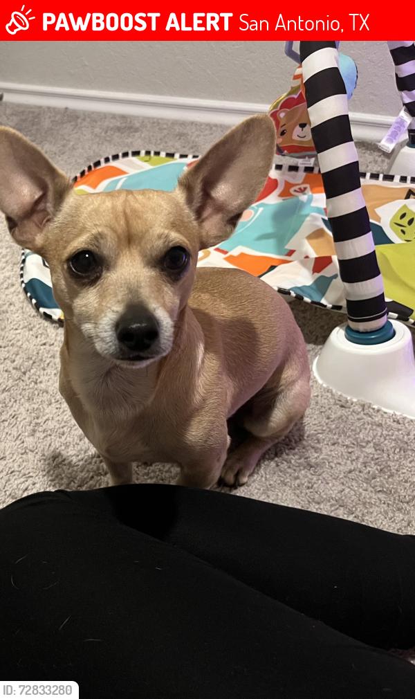 Lost Male Dog last seen Broad wing Dr , San Antonio, TX 78222