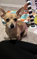 Lost Male Dog last seen Broad wing Dr , San Antonio, TX 78222