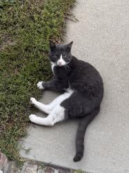 Found/Stray Male Cat last seen apmts on Honeycutt, Benson, NC 27504