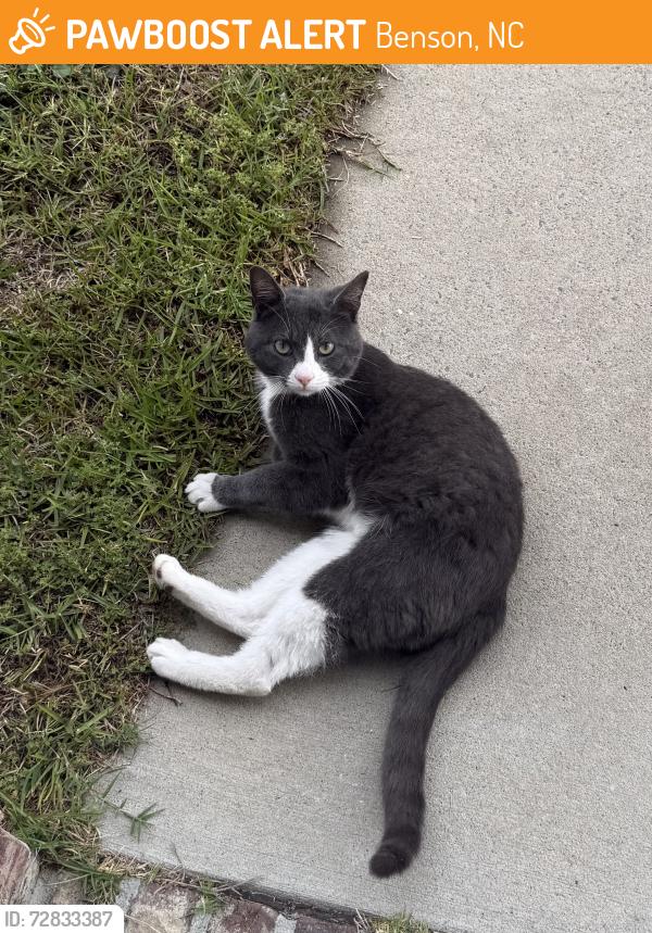 Found/Stray Male Cat last seen apmts on Honeycutt, Benson, NC 27504