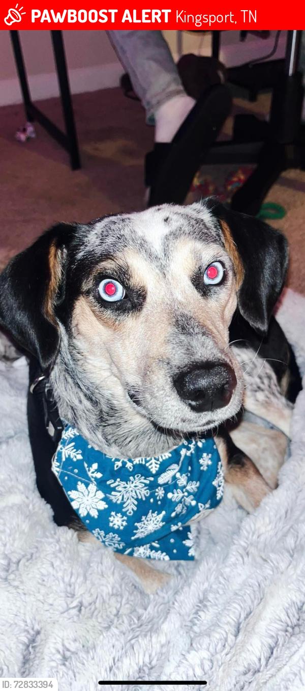 Lost Male Dog last seen Clinchfield street, Kingsport, TN 37660