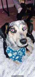 Lost Male Dog last seen Clinchfield street, Kingsport, TN 37660