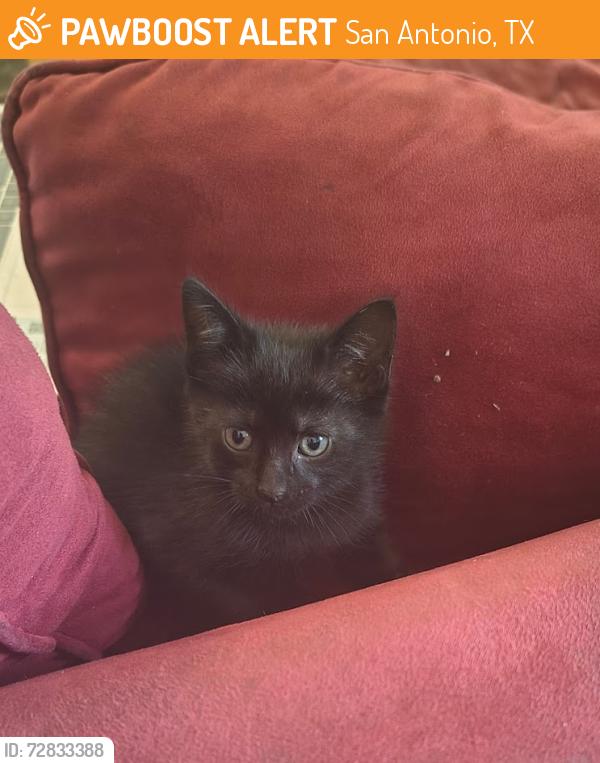 Found/Stray Male Cat last seen Ridgebrook and Timber Path, San Antonio, TX 78250, San Antonio, TX 78250