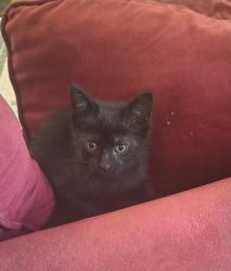 Found/Stray Male Cat last seen Ridgebrook and Timber Path, San Antonio, TX 78250, San Antonio, TX 78250