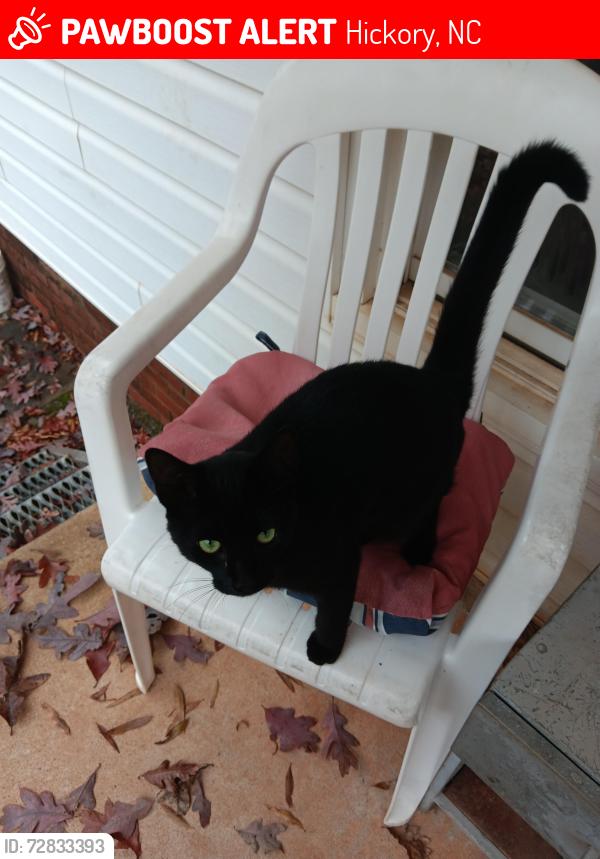 Lost Female Cat last seen Blue Star Road, Hickory, NC 28602