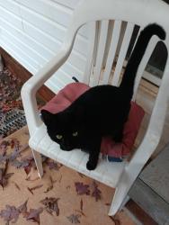 Lost Female Cat last seen Blue Star Road, Hickory, NC 28602