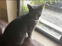 Reunited Female Cat last seen Near 14810 NE 8th Avenue, Miami, FL 33161