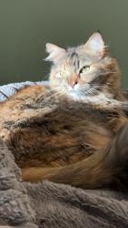 Lost Female Cat last seen Orkney Grade/ rt. 611 South, Mount Jackson, VA 22842