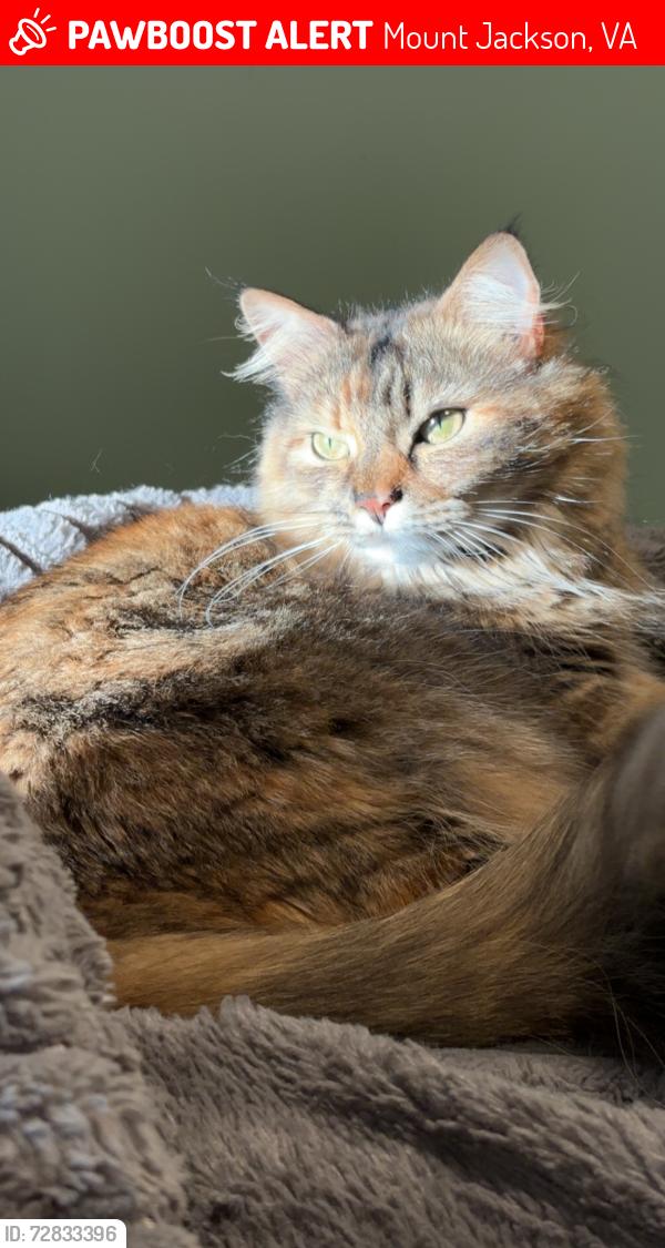 Lost Female Cat last seen Orkney Grade/ rt. 611 South, Mount Jackson, VA 22842