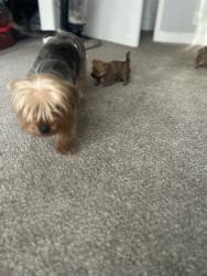 Lost Female Dog last seen Fruitridge by stop and shop, Fruitridge Pocket, CA 95820