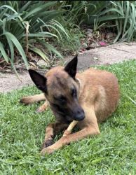 Found/Stray Male Dog last seen N praire creek road, Dallas, TX 75227