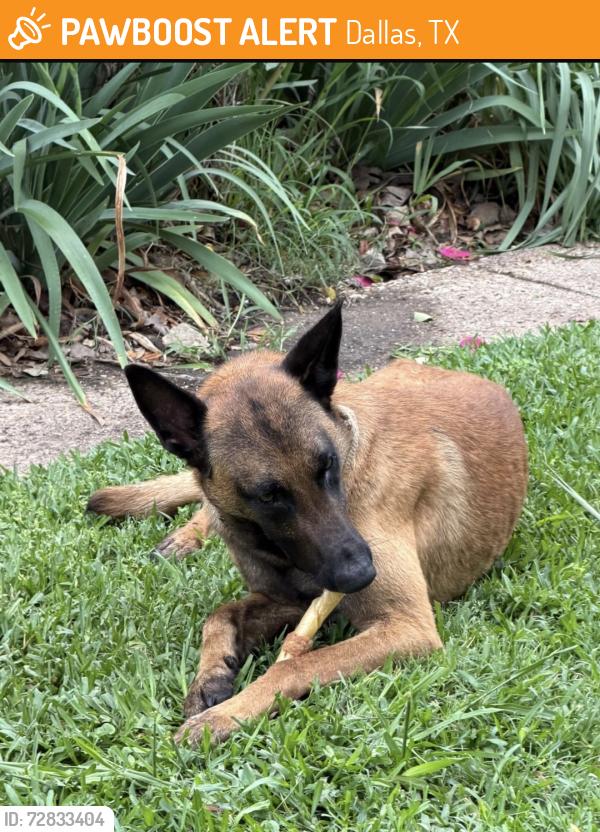 Found/Stray Male Dog last seen N praire creek road, Dallas, TX 75227