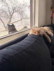 Lost Male Cat last seen Near pattee canyon drive, Missoula, MT 59803