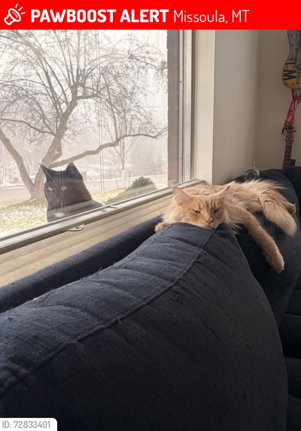 Lost Male Cat last seen Near pattee canyon drive, Missoula, MT 59803