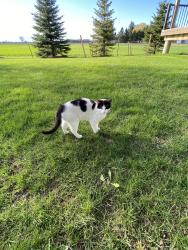 Found/Stray Male Cat last seen Heritage Rd Thorndale ON, Thames Centre, ON N0M 2P0