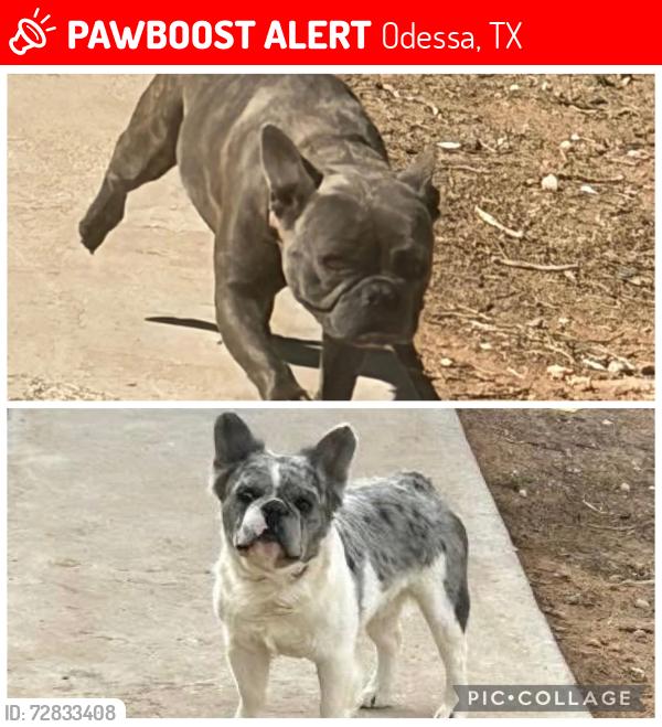 Lost Male Dog last seen Near W Baldwin st, Odessa, TX 79764