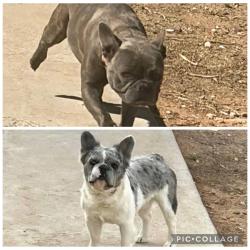 Lost Male Dog last seen Near W Baldwin st, Odessa, TX 79764