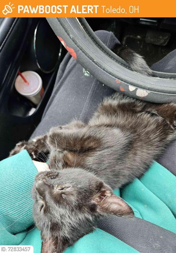 Found/Stray Unknown Cat last seen Chestnut Street, Toledo, OH 43608
